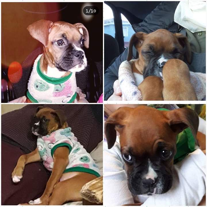 BuscoAMiBoxer's tweet photo. Ayudanos a seguir buscando a callie. Dicen que fue vista por #docksud y fue robada en #avellaneda https://t.co/G90WAzr3u1