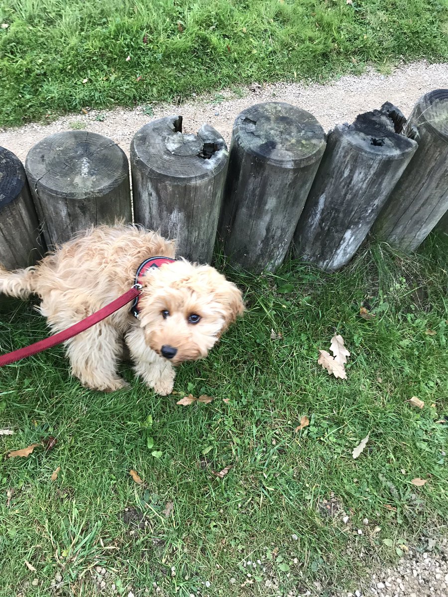 EnidNEP1's tweet photo. Enid can’t wait to explore Dalby! https://t.co/kyQnHPkAQS