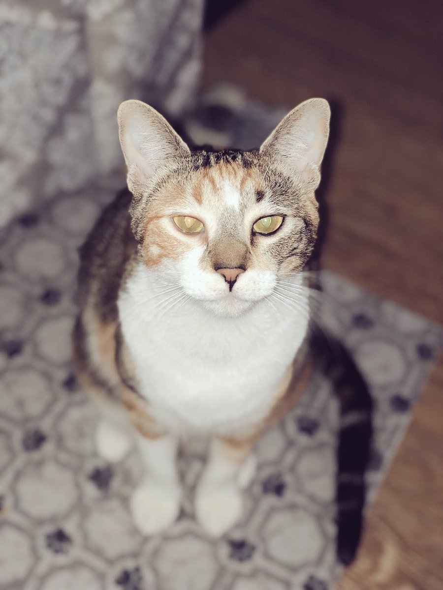 frankieebbee's tweet photo. Pyraaa π±πππ
#cat #kittyagility #trainedcat #happykitty #calicotabby #furbaby https://t.co/BwcBEhU59W