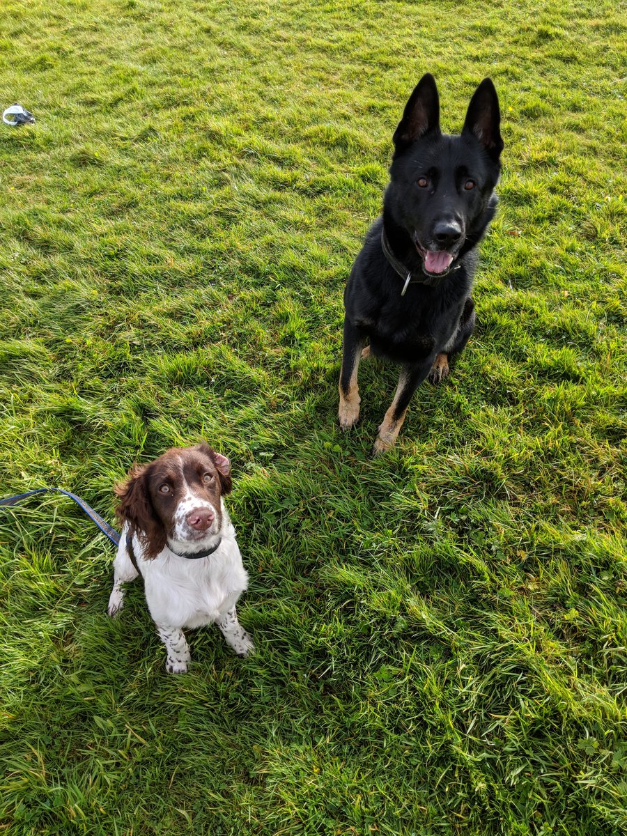 PSOSDogs's tweet photo. #TeamChaos have a house guest for the next 11 days, #TPDFinn😍 #FriendsAlready #PDBilly 🐾🐶 https://t.co/vRxAAoECHS