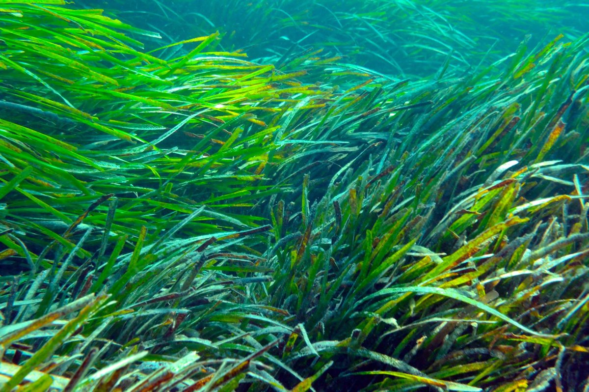 MCharterPoint's tweet photo. Respecting the posidonia meadows when anchoring contributes to the preservation of the ecosystem and our incredible waters 🌿 https://t.co/w3lje6bTcy