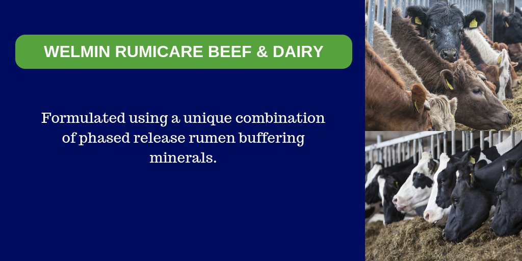 AgritechIreland's tweet photo. Tackling the straw dilemma. Our Welmin Rumicare range is a perfect solution for farmers this winter as it will significantly lower the requirement for straw and leave more room for quality feed. Read our blog for more info: https://t.co/QIqGqd4i6E  #rumenbuffer #beef #dairy https://t.co/IFoN41UhR2