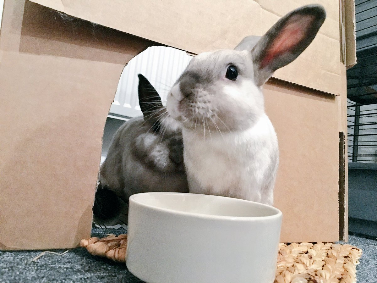 Bunnyside_up's tweet image. Right under Nuts nose, Coco HOPS in there N gets da prize!👃🐇🐾 🥦#quickasaflash #bunnybehaviour