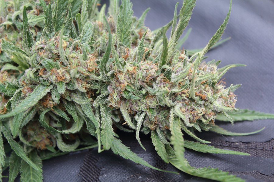 JohnMen52692494's tweet photo. Smoke 💨 marijuana and be cool fuck what ever people have say . #marijuana #cannabis #smoke call +1 703 747 9002  make your order at https://t.co/obb34GygZx https://t.co/Uj3womZ6rI
