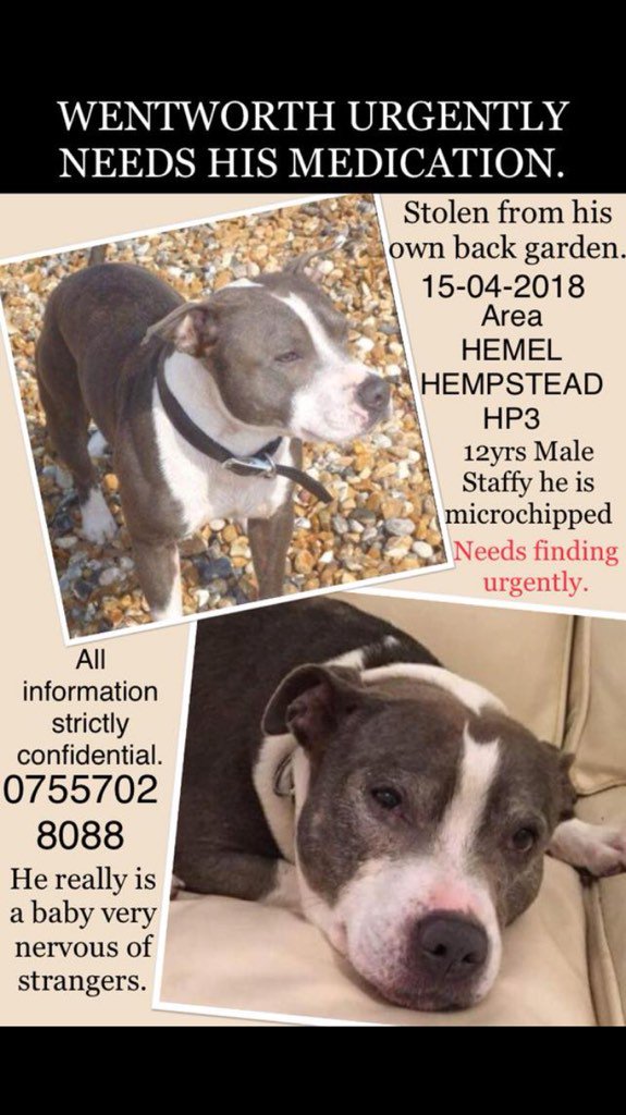 lyingBOTSph's tweet photo. This dear boy is sadly still missing so please take note of his markings when encountering a Gray/White #Staffie and if you think you got a match, please take a sneaky pic &amp; note the location but better still, strike up a conversation with his 'owner'.... Please @FindWentworth https://t.co/UvRgtYFeLE