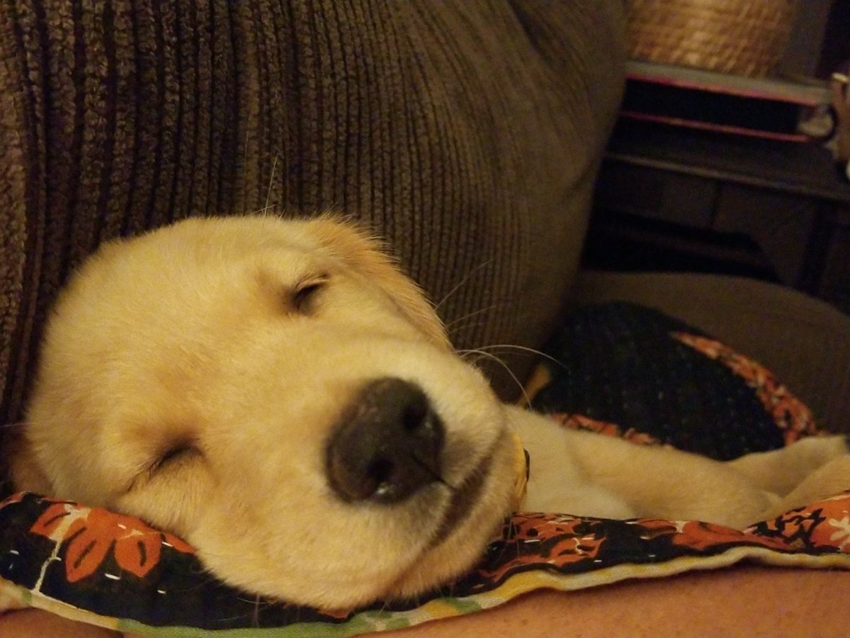 VerySrslyKant's tweet photo. What have I done. I can't commit to 15 years with an animal. https://t.co/OSLBOoPjVH