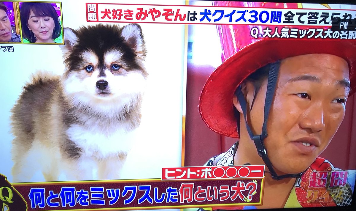 伊藤ロマ 金魚 テレビを点けたら日テレのクイズ番組で 純血種の良いところ取りをできるミックス犬 とか言ってる ポンスキーとか虐待レベルの交配だと思うのだけど まだやっているブリーダーはいるのでしょうか 犬好き がニコニコ話すことなのかコレ 伊藤ロマ 金魚 テレビを点けたら日テレのクイズ番組で 純血種の良いところ取りをできるミックス犬 とか言ってる ポンスキーとか虐待レベルの交配だと思うのだけど まだやっているブリーダーはいるのでしょうか 犬好き がニコニコ話すことなのかコレ