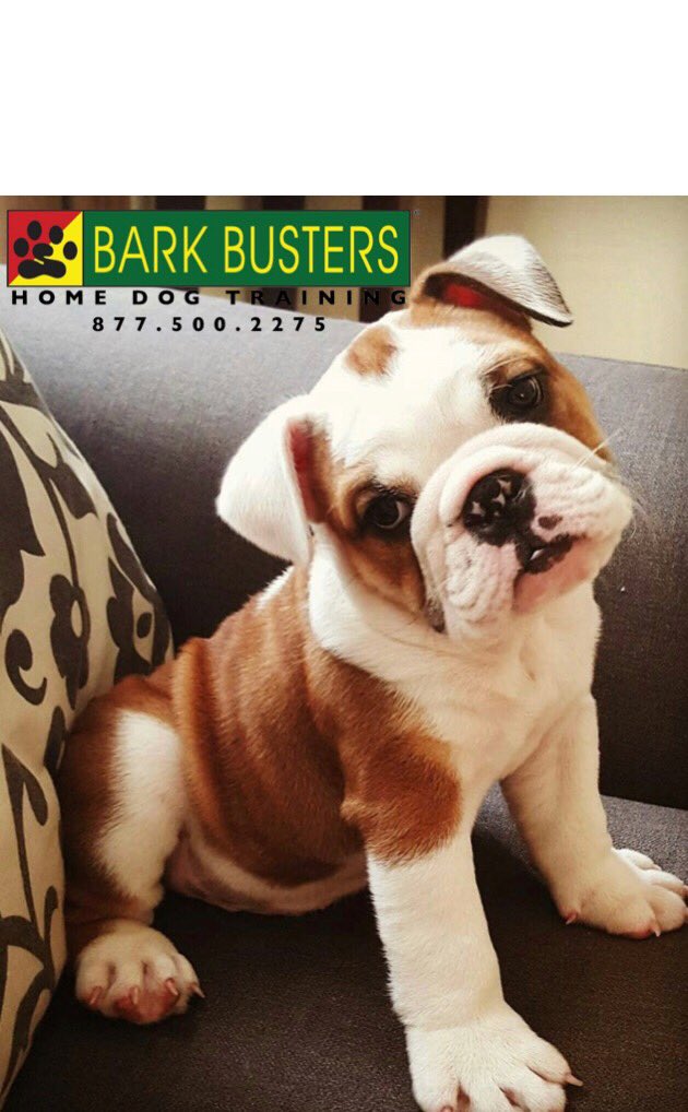 BarkBustersGA's tweet photo. What? You haven’t called #BarkBustersofWashingtonDC yet to schedule my #DogTraining - you should call now (202) 505-1669 🐾 #BarkDC #dogtrainingdc #DCdogtraining #dogtraining #DMV #WashingtonDC #BethesdaMD #CapitolHill #RockCreek #SilverspringMD #puppytraining https://t.co/i79ztXTLuz