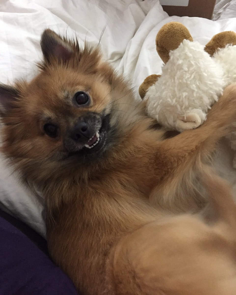 DecencyShow's tweet photo. @RealJamesWoods Ridiculously cute! https://t.co/s9YO9KMFvd