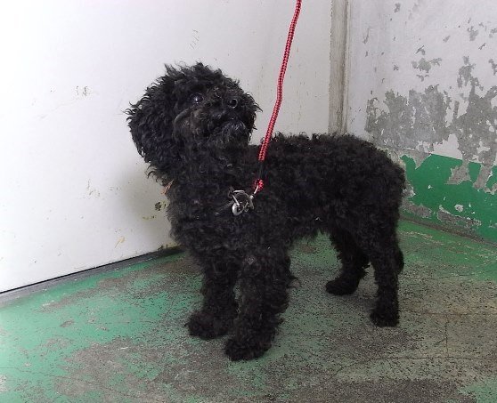 黒狗サラ Kuroinusala 18年10月 Page 3 Twilog