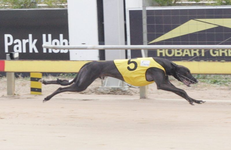 TasracingAus's tweet photo. Million Dollar$ within Jamella Jet’s grasp after sensational win at Wentworth Park tonight. Read @shaneyates15 article here https://t.co/CrO12wWlp9 https://t.co/003RiCv5IM