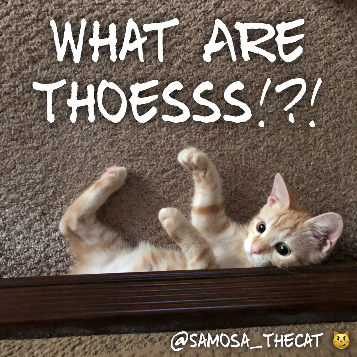 Samosa_TheCat's tweet photo. π±#WhatAreThoes #WhatAreThoessss #KittyPlay #CatPlaying #KittyPlaytime #CatPlaytime #KittenPlay #SamosaTheCat #SamosaCat #TeamSamosa #SamosaLife #SamosaSwag #KittenSwag #Kitten #KittenLife #KittenSelfie #KittyLife #KittyCat #CuteKitten #Kitty #LoveKittens #OrangeTabby #KittyCat https://t.co/5gR9c30rQJ