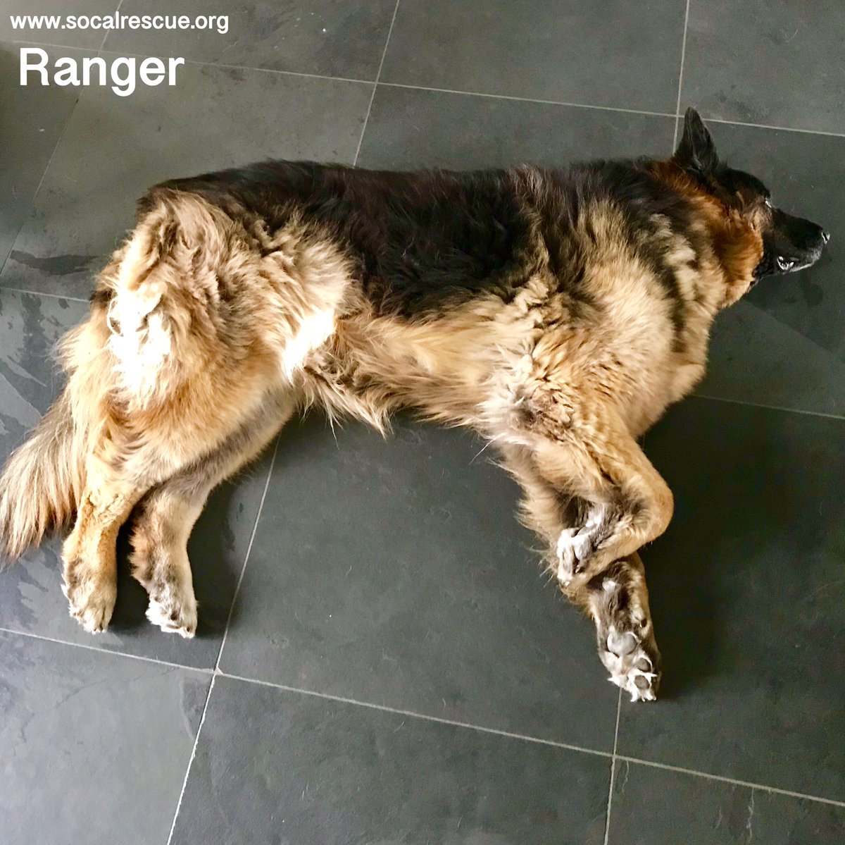 This furry beast is relaxing. He loves the cold stone floor more than any dog bed! How about your furry friend? Where do they like to sleep? 
#scgsr #socalrescues