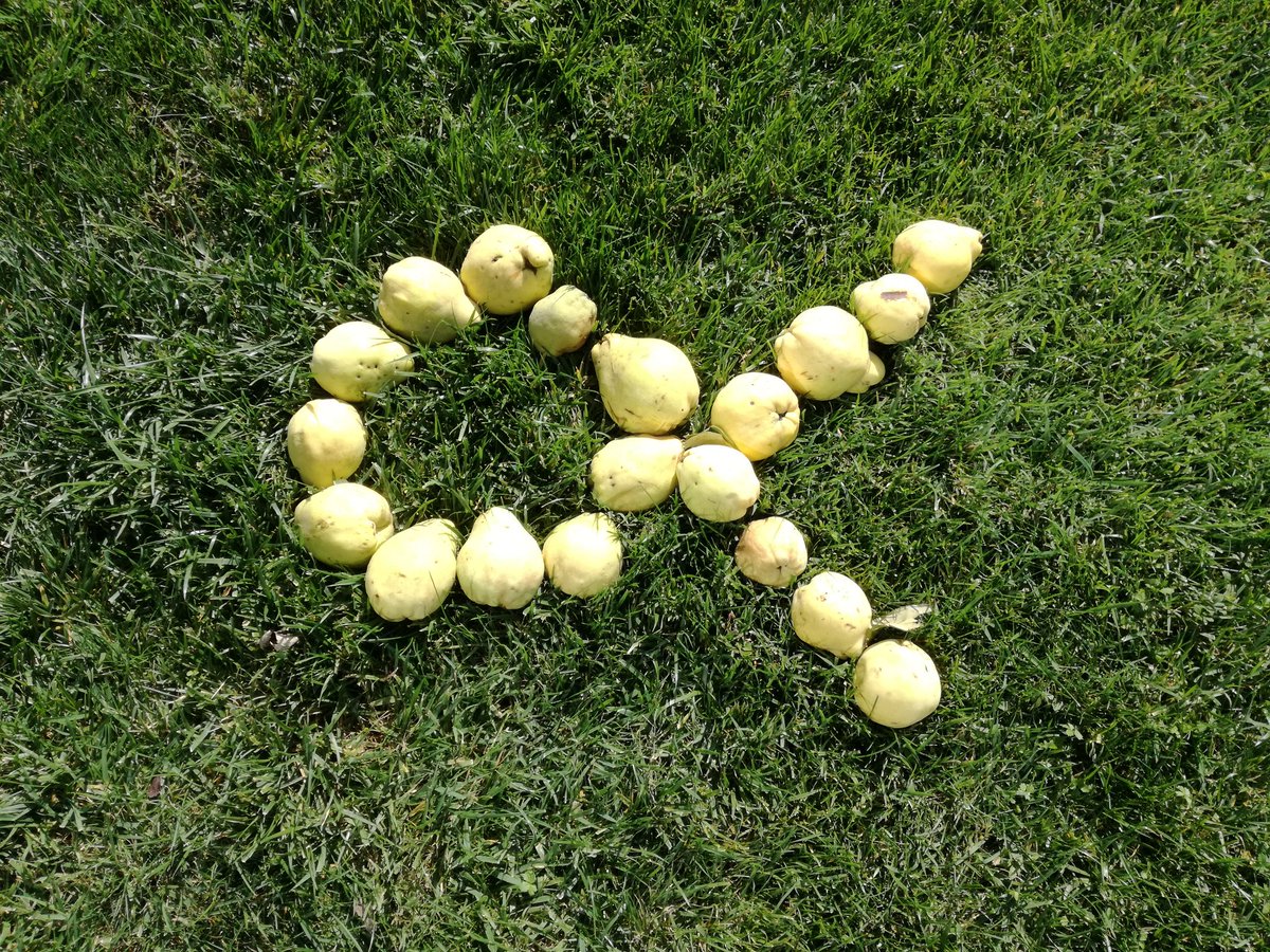 LLUISXIFRA's tweet image. #codonys