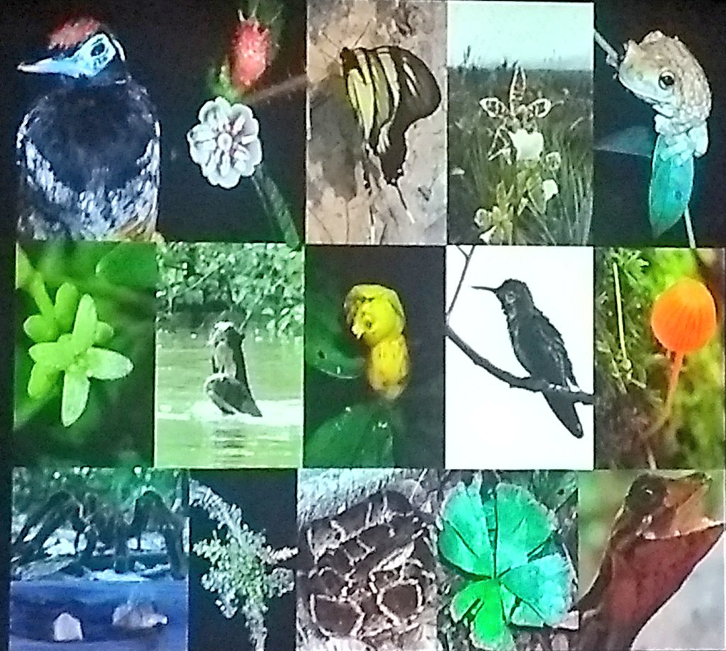 BotanyRNG's tweet photo. Fernanda Antunes Carvalho talks about an #eflora of Rio Grande do Norte. #MonocotsVI #monocots6 https://t.co/3ETTqwzQ0p