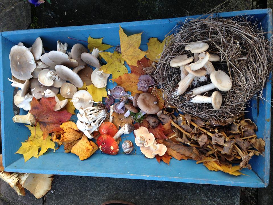 We would like to welcome the Wild Food Forage group arriving tomorrow.
Wrap up well and bring your cameras for recording some of the food we find. 
Here is an example of what we found three weeks ago.