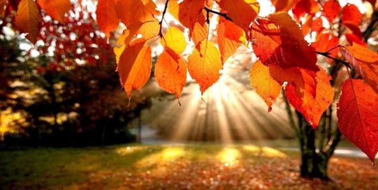 segalink's tweet image. Learn from the Trees how lovely it is to let dead things Go. #NoToLifeless