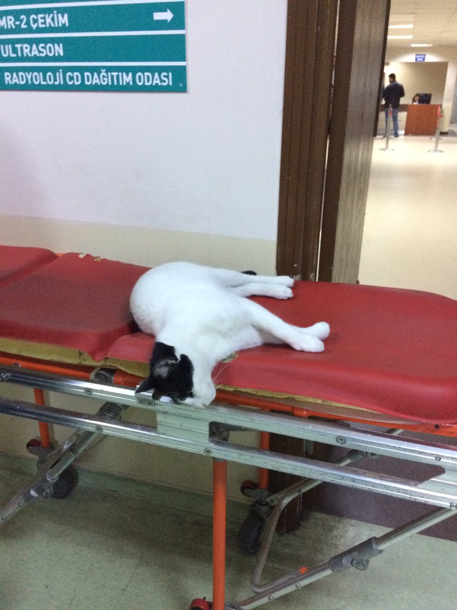 Tembellik hastalığına yakalanan boncuk - Şişli Etfal Hastanesi
