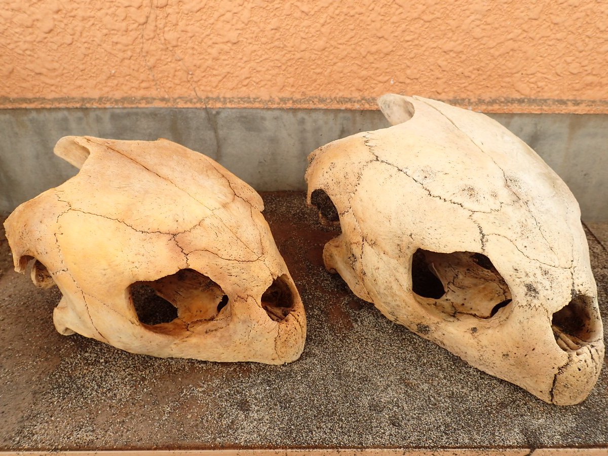 アカウミガメ 頭骨 クチバシつき 極美品 骨格標本