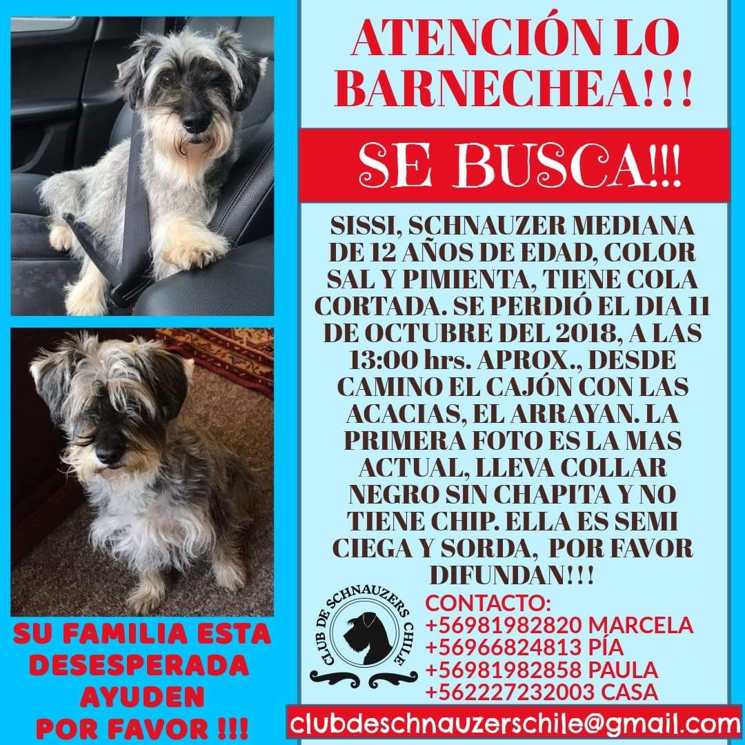 SchnauzersChile's tweet photo. 🆘🆘 Sissy se perdió ayer 11/10 en #LoBarnechea! Desde el Camino El Cajon con Las Acacias! Tiene 12 años tiene problemas de audición y visión! Su familia está desesperada 😞 @Previene_LB @Prodeportes_LB @lobarnecheaemp @dani_diazs @Fernandapia @FundJulieta @KikaPetit @EPA_Chile https://t.co/kHBeNkWtco