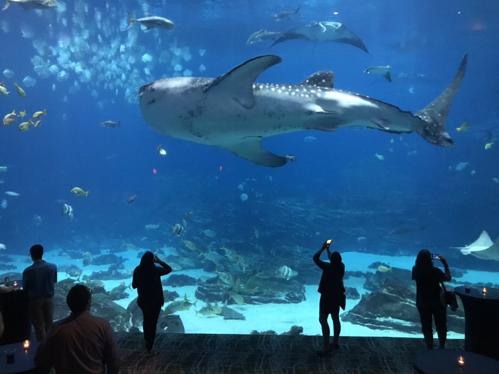 AccelaSoftware's tweet photo. Celebrating our customers at the @GeorgiaAquarium was truly magical π Now for Day 2 of #Accelarate2018 sessions #GovTheFuture ππ¬ https://t.co/YivwOIm3wD