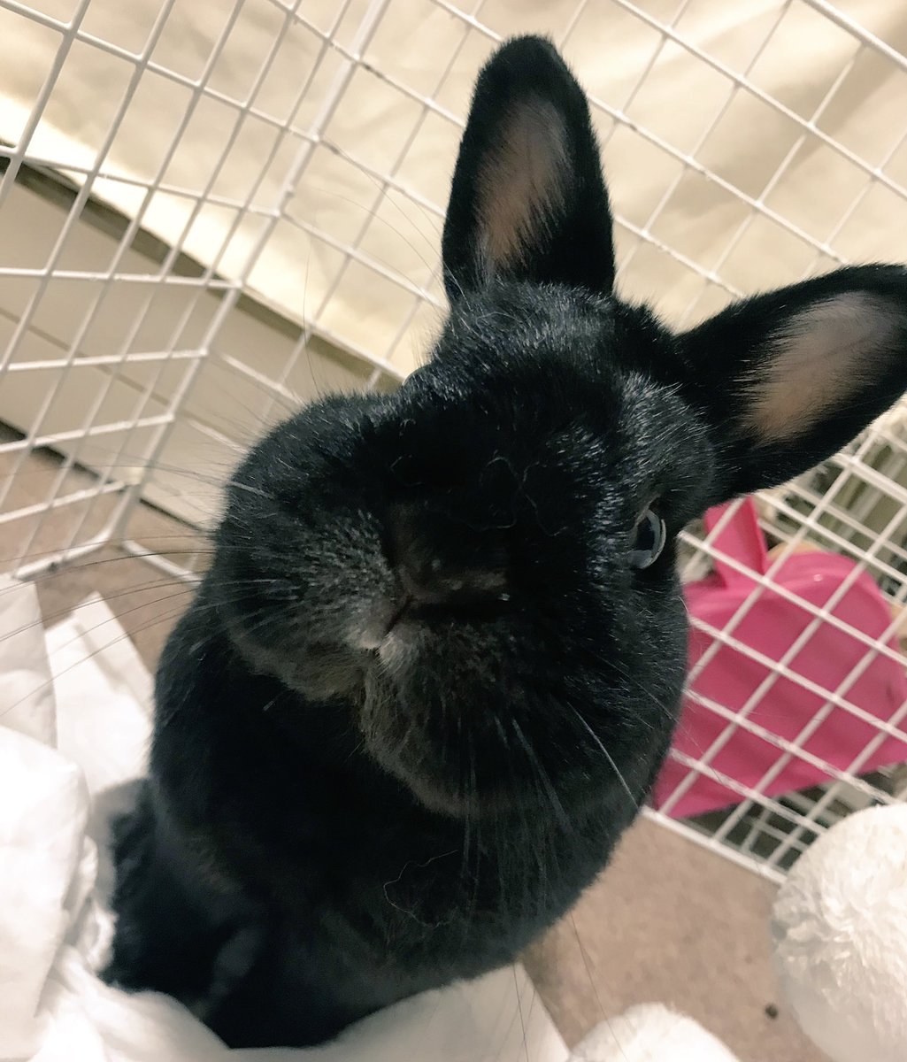 Lunaさんのツイート そもそも動物をインスタ映えって考え方が理解できないんだけど黒い子ってこんなに可愛いんだよって言いたい 黒ネザー狂としてはここ最近の問題イライラしとりました 黒兎 くろうさぎ