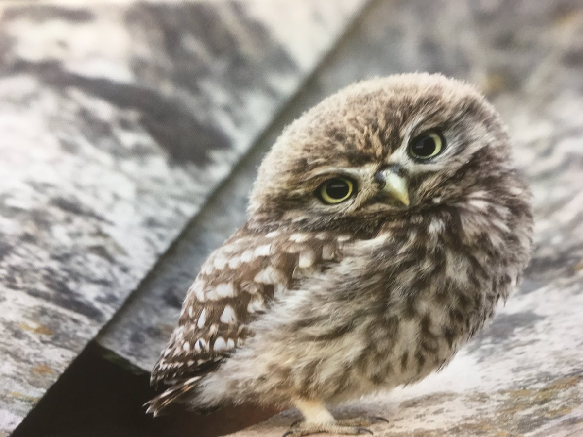 daffodilgallery's tweet photo. Little Owlet on canvas by Ian Watson. #Carlisle #Cumbria https://t.co/xGe5P5rq16