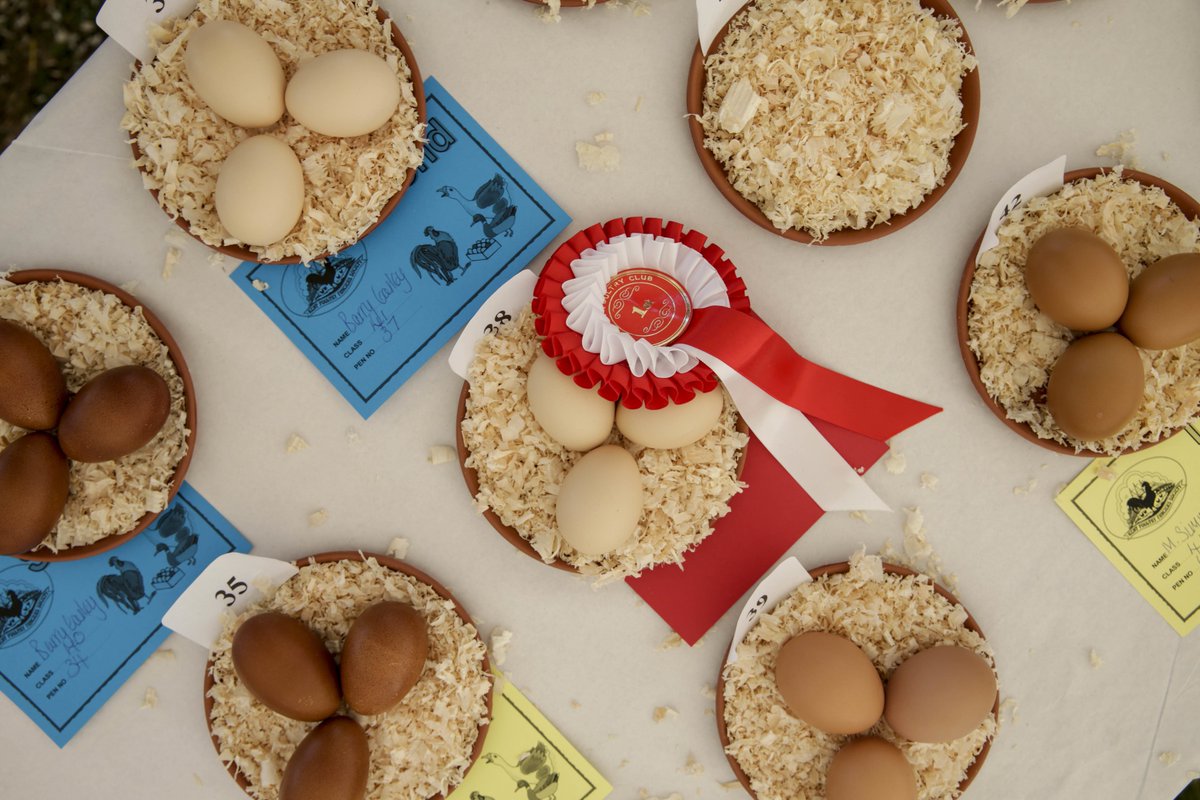 kentcountyshow's tweet photo. Did you visit the Poultry Tent at #KentShow2018? This section is organised by Kent Poultry Club and you can learn all about poultry and eggs! #WorldEggDay https://t.co/lAHzEdtBGt