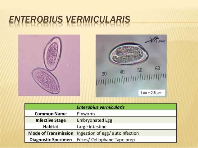 Enterobius vermicularis intermediate host - Două pastile numite viermi