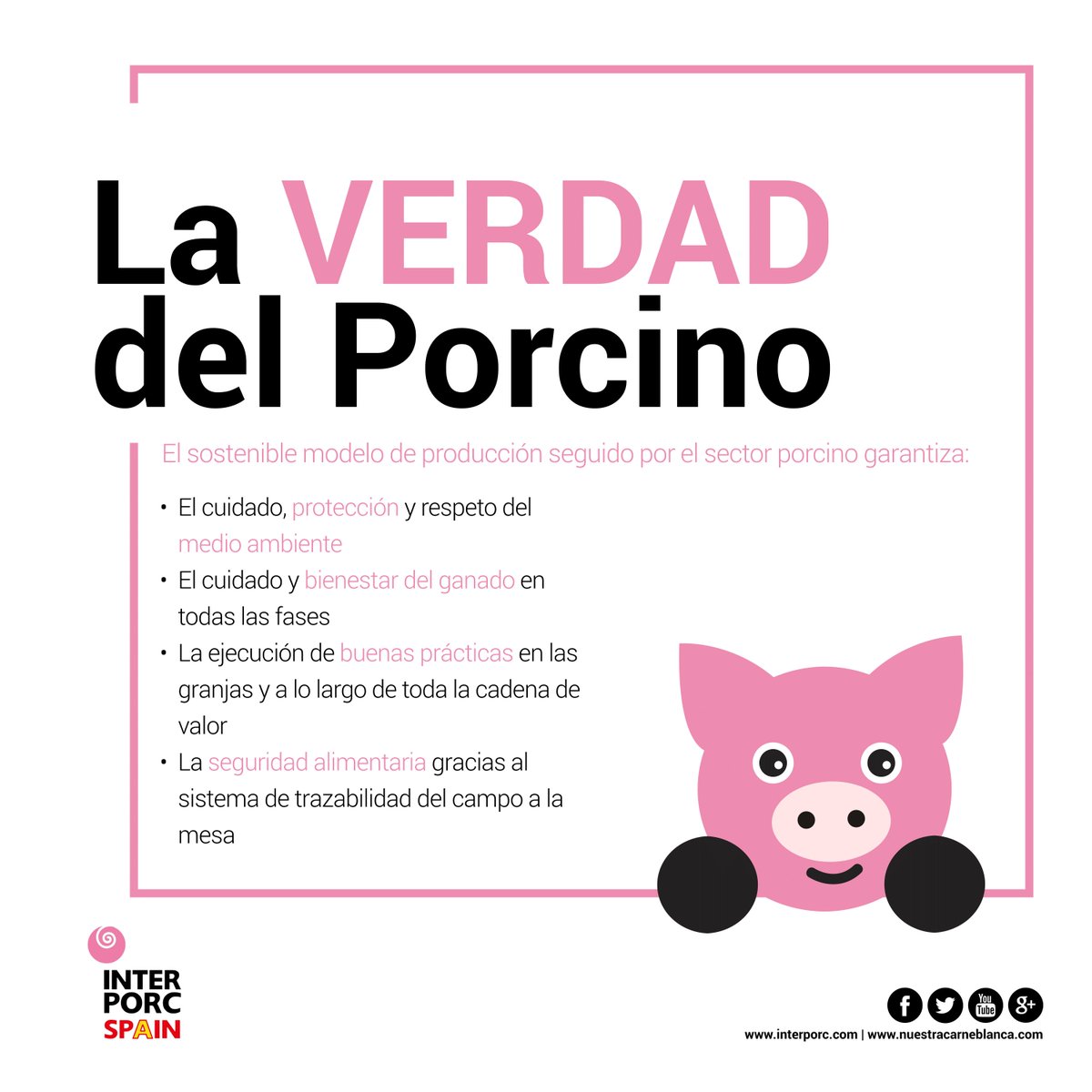 El #SectorPorcino español, un modelo de producción sostenible respetuoso con el medioambiente, el ganado y los consumidores #NuestraCarneBlanca 🐷