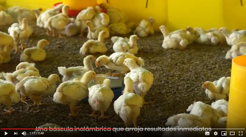 AsimetrixINC's tweet photo. #SmartWeight es una solución @AsimetrixINC que conjuga hardware y software para determinar el peso de cada #pollo en tiempo real ¿Cuáles son los principales beneficios productivos? Todo sobre #SmartWeight aquí ➡ https://t.co/11EDA3sXbk https://t.co/XLQConlmYt