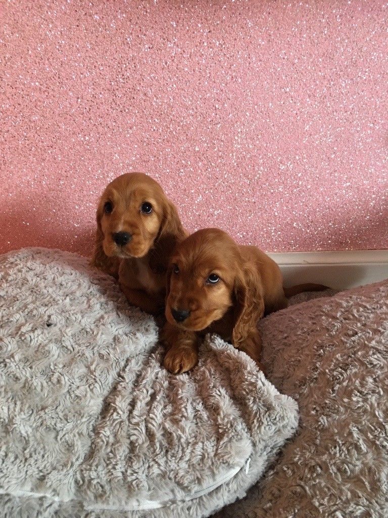 Victoriaplumpie's tweet photo. @mrjoemcfadden still can't think of names for my puppies it's so hard to find names I also got Lex and Bella as names but I don't know if they are nice and also I thought snoopy for one and Lola for the other https://t.co/nbOlOlxIgV