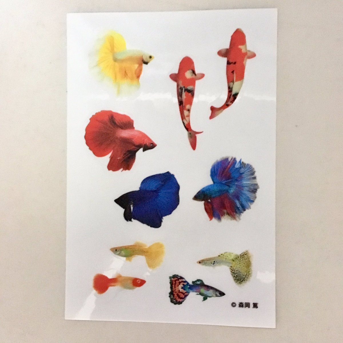 お魚シール hashtag on Twitter