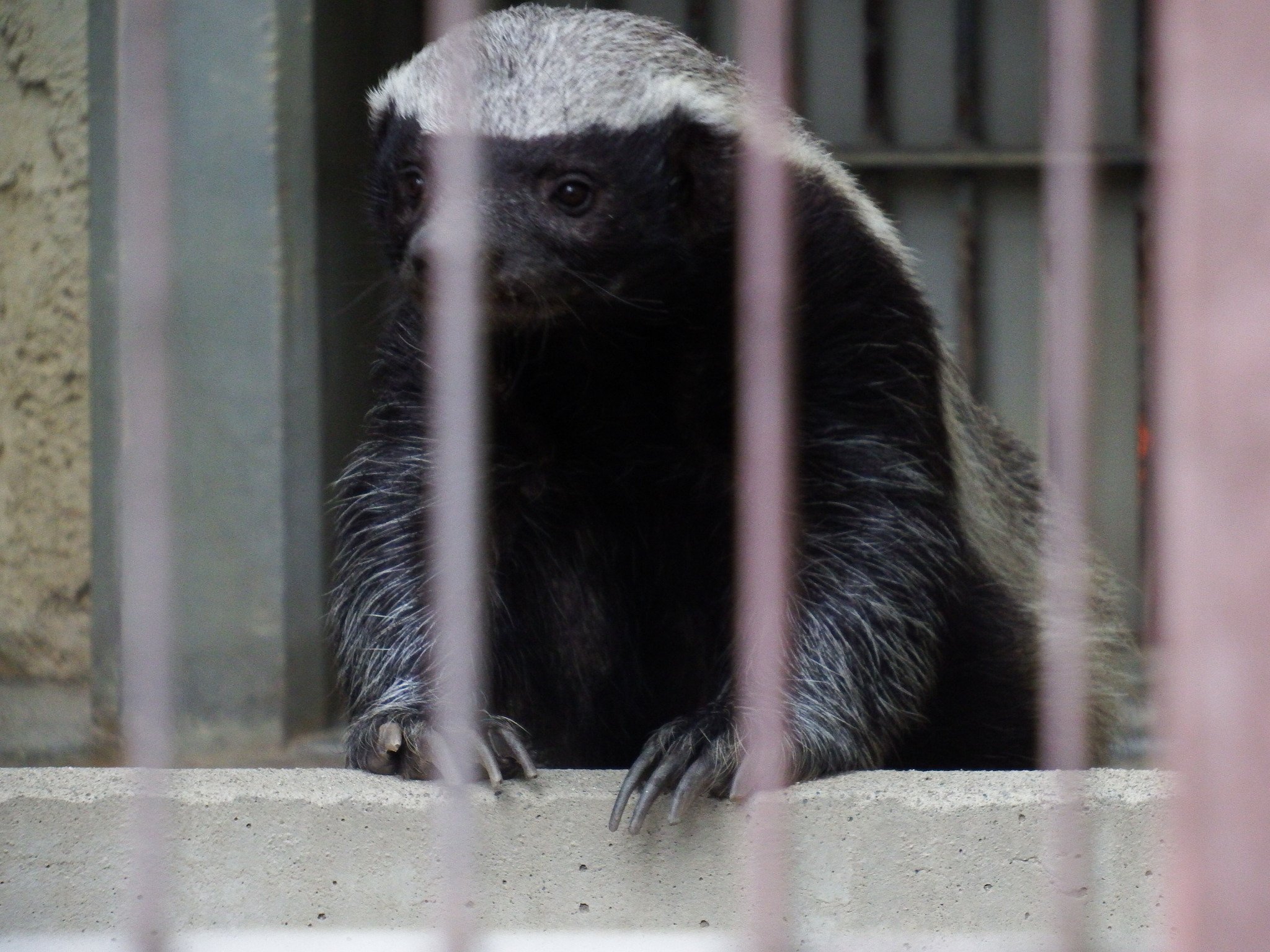 磯野キャビア Auf Twitter でもって国内では東山動植物園でしか見ることのできない珍しい動物 ラーテル テレビで紹介されたり 漫画だと キリングバイツ とか テラフォーマーズ に登場してるんで最近知名度がどんどん上がってる動物 ライオンにも喧嘩を 磯野キャビア Auf Twitter でもって国内では東山動植物園でしか見ることのできない珍しい動物 ラーテル テレビで紹介されたり 漫画だと キリングバイツ とか テラフォーマーズ に登場してるんで最近知名度がどんどん上がってる動物 ライオンにも喧嘩を