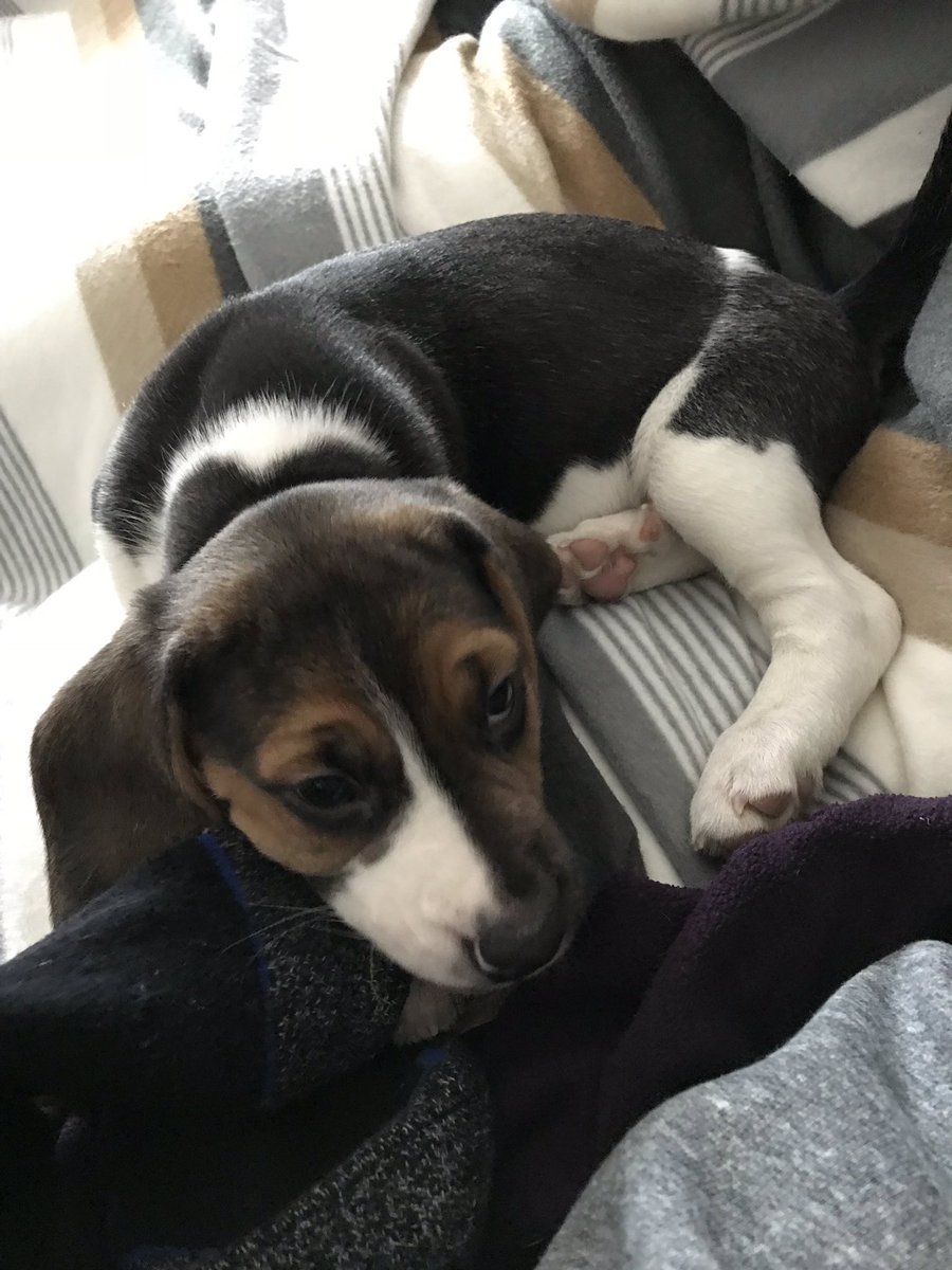 Im famous. I’ve just been given a shoutout by the amazing <a href="/katelawler/">Kate Lawler</a> on <a href="/VirginRadioUK/">Virgin Radio UK</a>.  Woof woof!! #beagle #beaglelove #puppylove #beaglesoftwitter #beaglesrule #virginradio #whenwillibefamous #bros #katelawler #BB