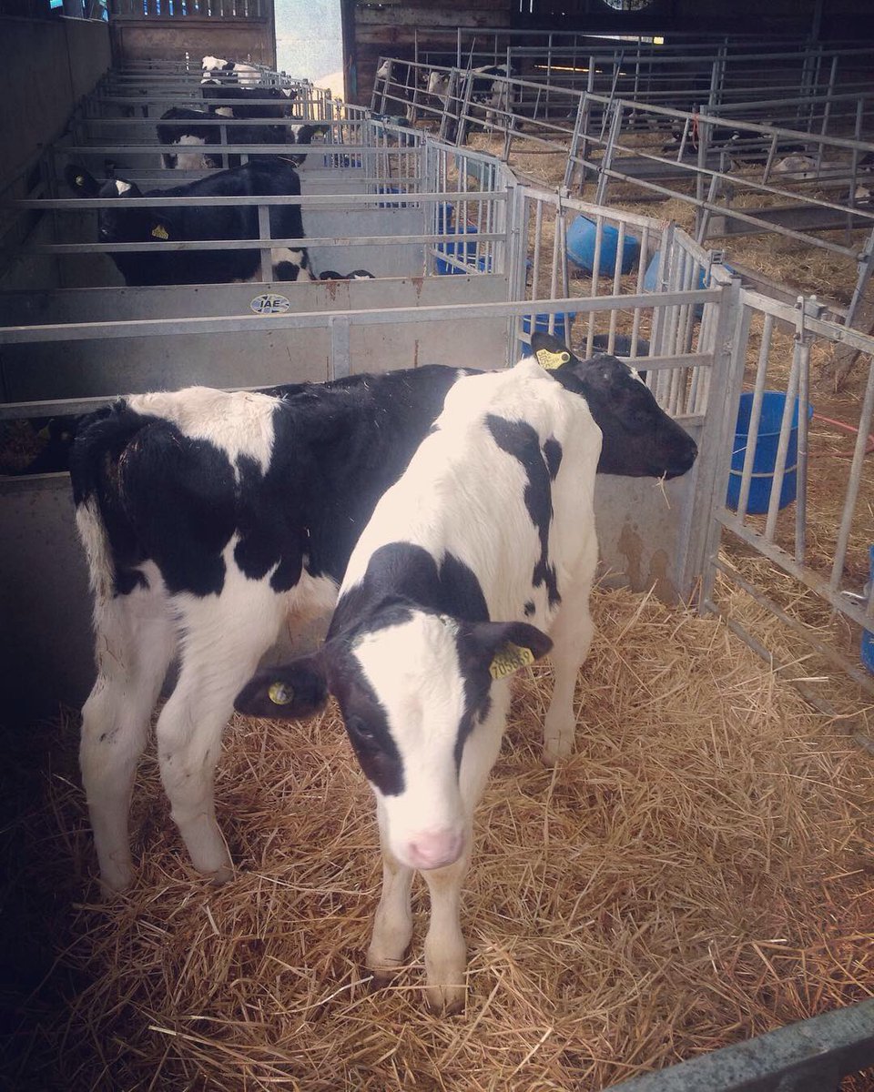 timtomdon's tweet image. #StockenFarm is home to 400 dairy cows and produces 4million litres of milk a year. Richard West clearly cares for his cows and is grappling with a tough potential TB situation at the moment - good luck to him. @FFC_Commission #ffccontheroad