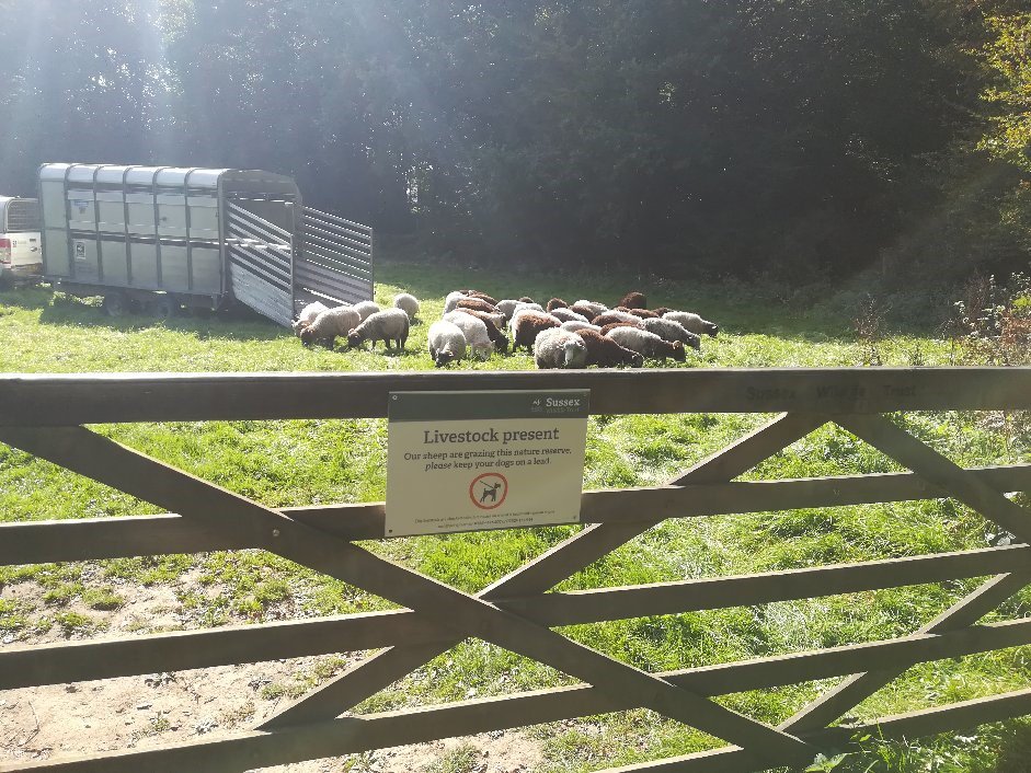 We are grazing Brickfield Meadow with our sheep for a few weeks. #Uckfield
