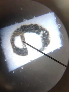 802 is learning to use microscopes. They are experimenting with moving the slide to see what they observe through the lense.
#tsmspride