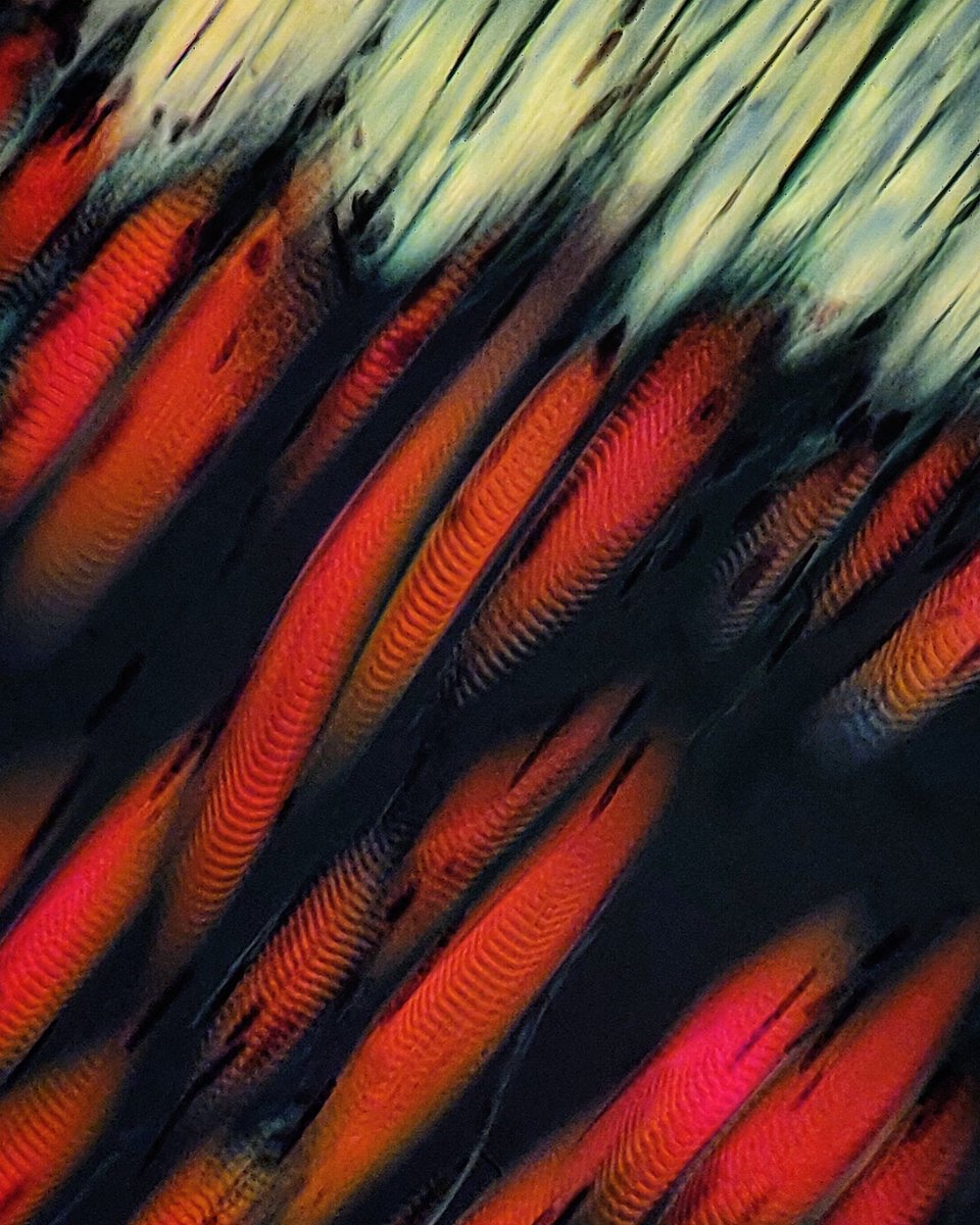 Masterpnside's tweet photo. Skeletal muscles at 400x under polarized light stained with Congo red.  Skeletal muscle is made of alternating bands of fibers some of which fluoresce.  #science #sciart #histology #microscopy https://t.co/RVLYQ8eakT