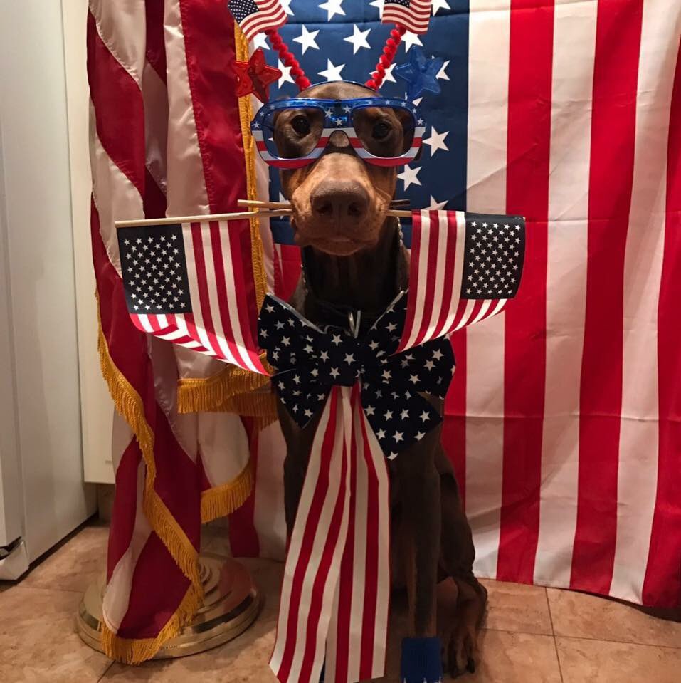 Dobieblue's tweet photo. Namii would like to remind you that there are only 25 days left until we 🗳 Your vote matters, please get out and vote on November 6th 🇺🇸 #BlueTsunami2018 #BlueTidesOfChange #BlueWaveComing2018 #BlueIs #ThePartyOfThePeople #TheResistanceVotes #VeteransResist https://t.co/wJr2fxvS0g