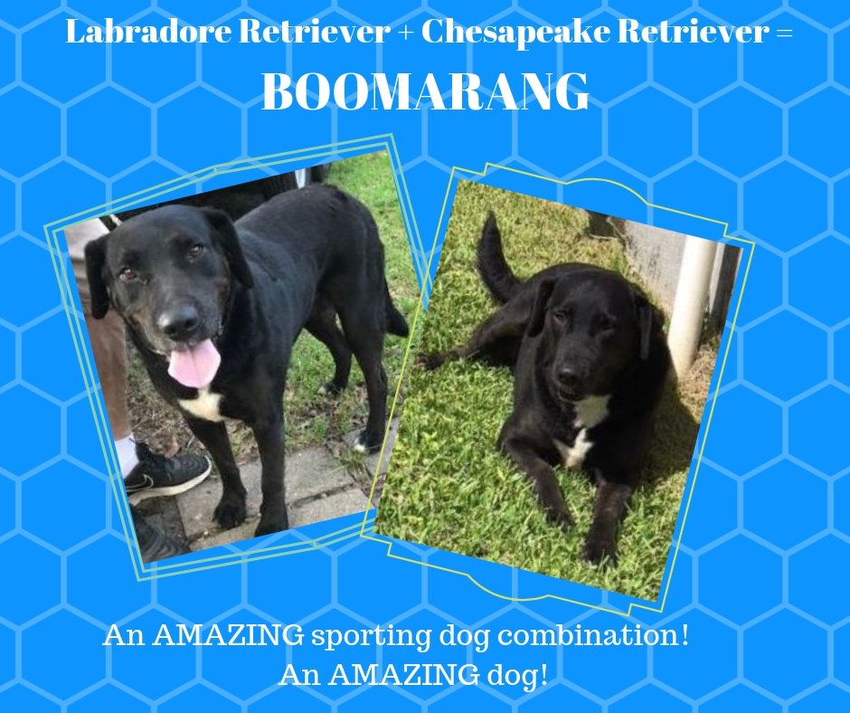 Check out this sweet girl on newenglandlabrescue.com