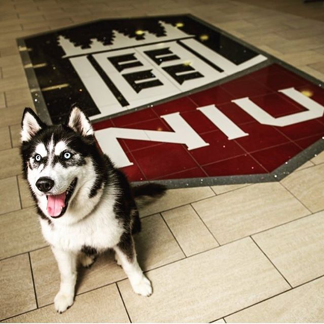 Enjoy your Homecoming weekend. Go Huskies! #NIU #NIUPride #Huskies

( instagram.com/p/BorpKfYlveD/… )