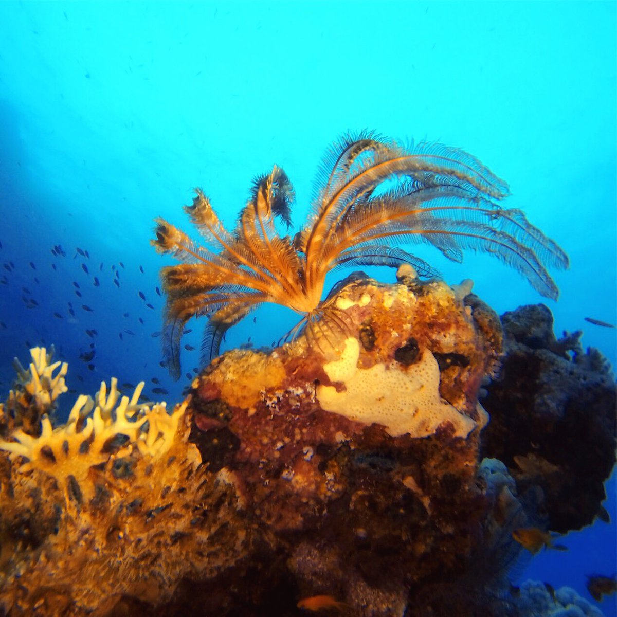 Tüy gibi hafif, keyifli bir hafta sonu olsun hepimize... Biz Olimpos-Adrasan turumuz için yola çıktık. 🚌 Tüm stresi, sıkıntıyı bi atıp geleceğiz 🤓🧜🏻‍♀️🧜🏻‍♂️
📷 by <a href="/asutayakbayir/">Asutay AKBAYIR</a> 
#scubadiving #feather #star #padi #aquaclubdivecenter #aquaclubdiver #underwater #photography #tb