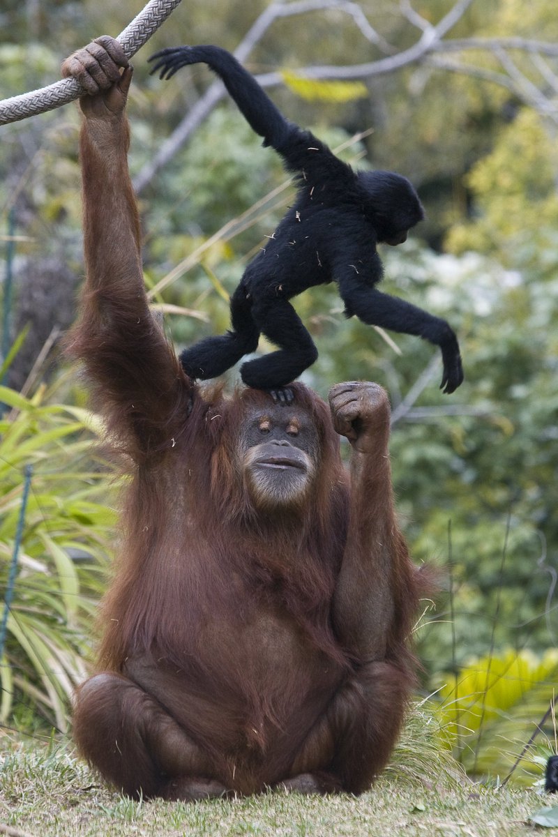 Need a lift? Swing over to 👉#AnimalsToFallFor 🍁Beleaf us, you deserve it. https://t.co/qHuapD4WgH