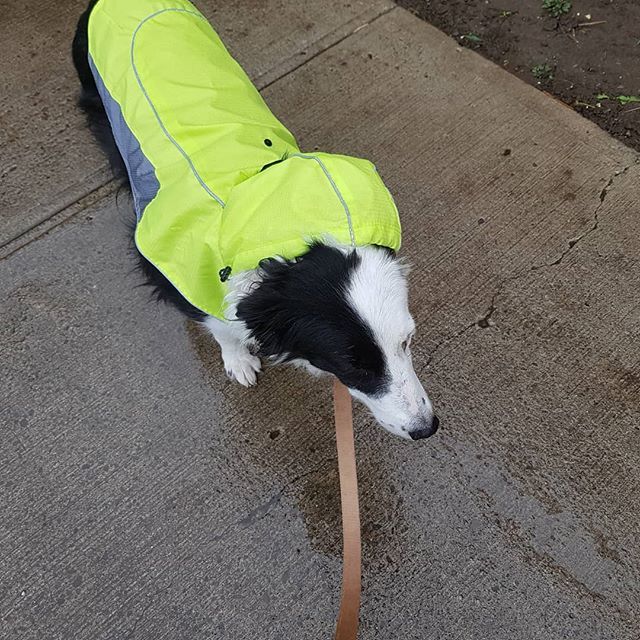 Ruthieisms's tweet photo. Miss Annie showing off her new rain gear. https://t.co/j6DEzXKJyz https://t.co/xZbmf6PGcd
