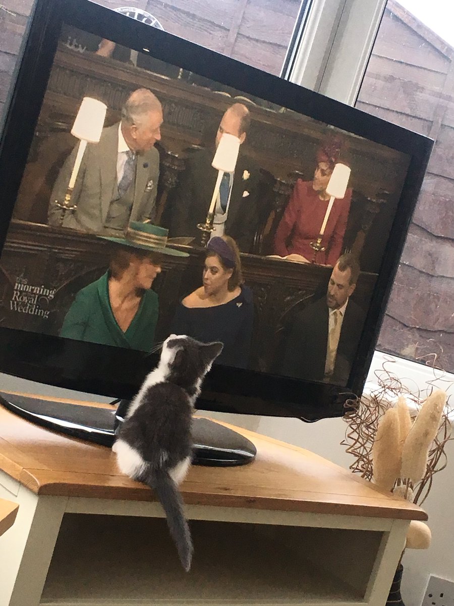 When your #kitten is clearly a fan of the #royalfamily and wants to watch the #RoyalWedding2018 close up! #CatsOfTwitter