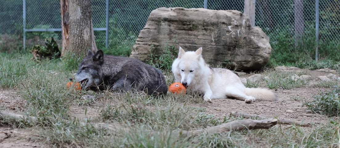 WildlifeInNeed1's tweet image. Raksha and Kavairi enjoy the occasional pumpkin now that Autumn has actually arrived. Enjoy the cool weather!

Who knows why pumpkin is good for many different animals?
#WildlifeinNeed #WolvesofTwitter #LoveWiN #AnimalsToFallFor #PetaSucks #Keepourpacktogether