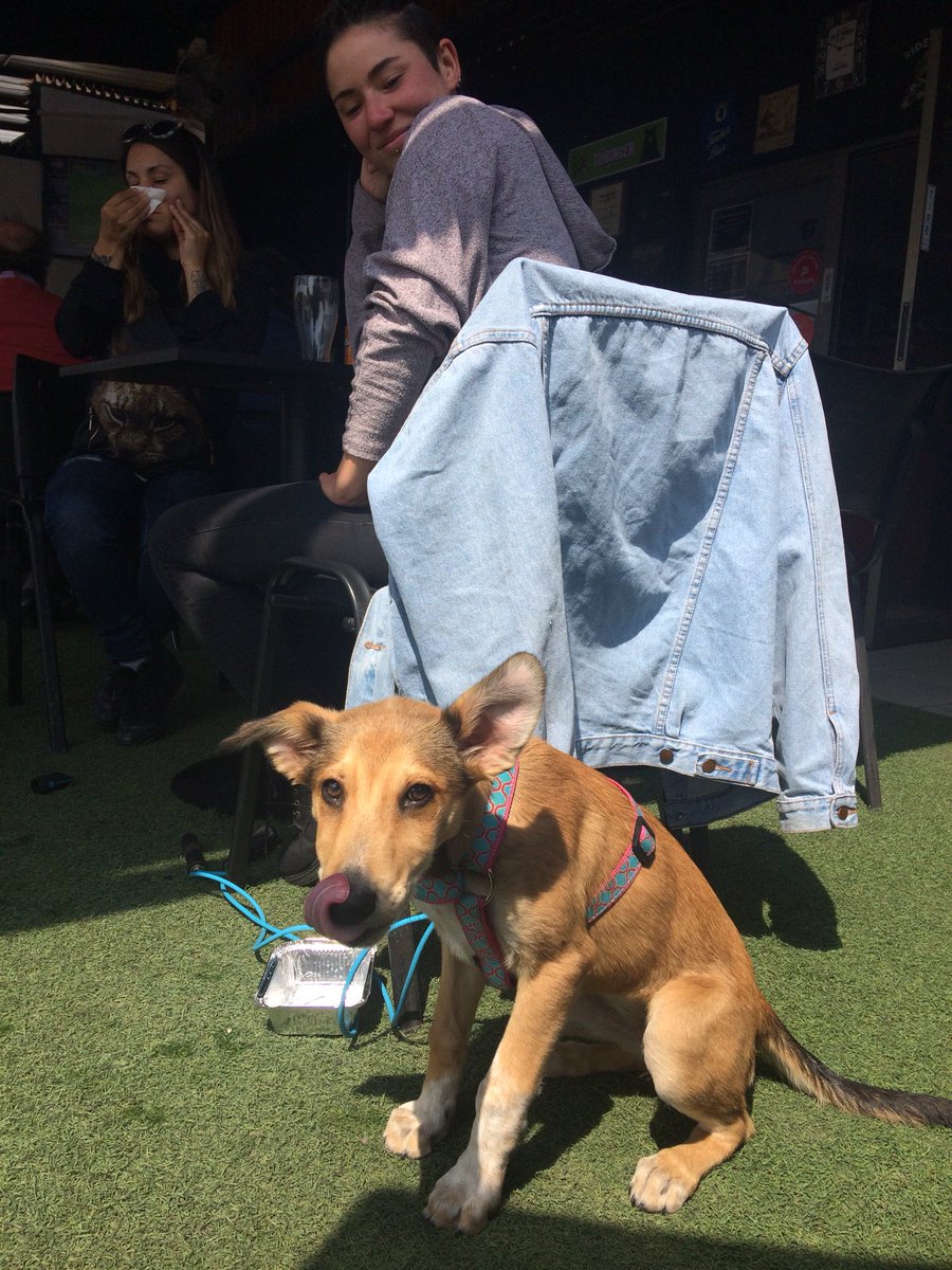 TheMartinSStgo's tweet photo. Bienvenida Ika!!!
En The Martin’s somos Pet Friendly! 🐶❤️ #petfriendly #bar #restobar #oriente  #bilbao #restaurant #sandwiches #ceviche #pizza #sushi https://t.co/JFEZbEwBj6
