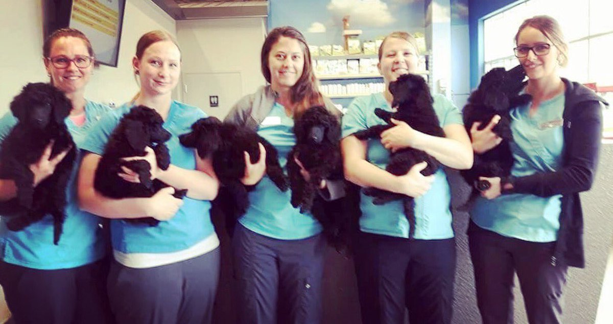 Red Deer PetFirstAid tweet media