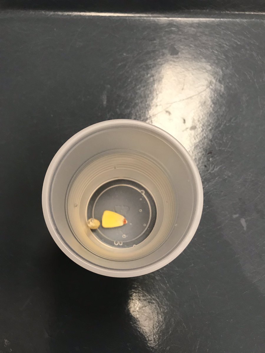 thurstonpre's tweet photo. We explored popcorn and corn kernels today in preschool! #A2engage #preschoollife #preschoolscientists @A2schools @a2Thurston https://t.co/QG2ctsPU6g
